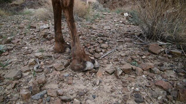 Close-up of domesticated camel feet and toes, walking in the arid Middle Eastern Mountains