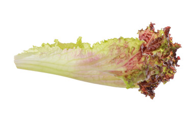 Leaf of fresh red coral lettuce isolated on white