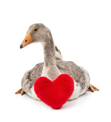 Goose with a heart.