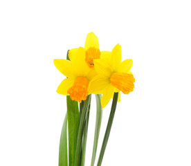 Yellow beautiful daffodils.