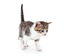 Gray little kitten is standing.