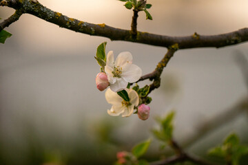 Blume