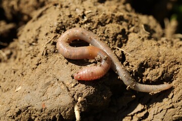 One worm crawling in wet soil on sunny day, closeup