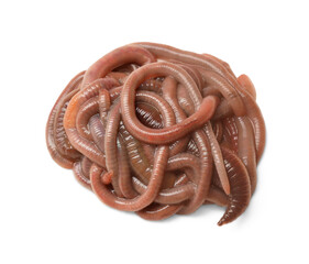 Many earthworms on white background. Terrestrial invertebrates