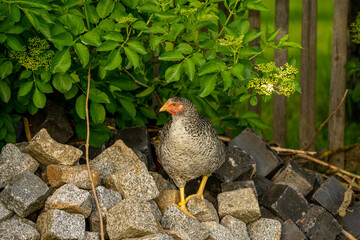 Huhn