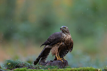Juvenile Northern Goshawk (accipiter gentilis) jsearching for food in the forest in the Netherlands