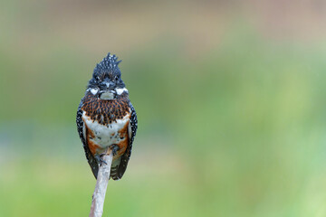 Giant Kingfisher (Megaceryle maxima) sitting before fishing in the Olifants river in Kruger Natioanl Park South Africa  