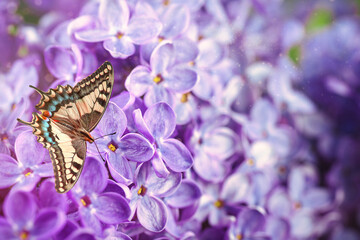 Beautiful lilac flowers bunch and butterfly .Natural background