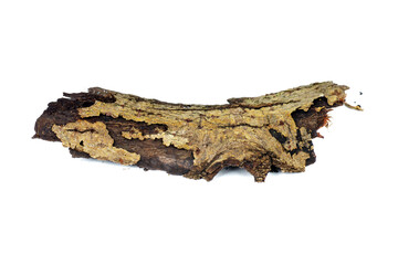 Dry bark poplar tree isolated on a white background