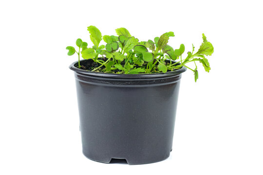 Seedlings of fresh green arugula (Eruca vesicaria) in a pot, isolated on white background.