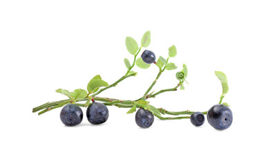 Branch with ripe bilberries and green leaves isolated on white