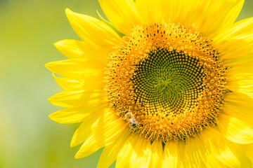 Fototapeta premium ひまわりの花畑