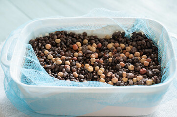 水耕栽培　豆苗