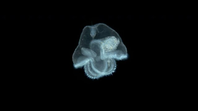 Larva of worm Heteronemertea at pilidium stage under a microscope. Pilidiophora class. With help of cilia, it floats in the water column. White sea