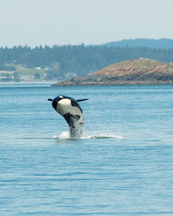 Killer Whale Leaps from the Ocean