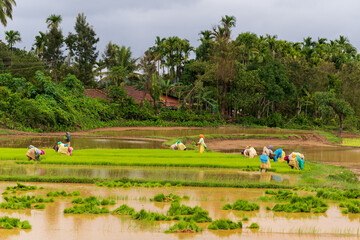 Women are working in agricultural land chikkamagaluru, India - 7th august 2023 