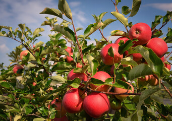 Ripe beautiful red apples on apple tree.
