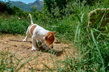Naklejka na ściany i meble Jack Russell terrier puppy playing outdoor. Cute adorable white doggy with funny brown fur stains is sniffing green grass in the garden.