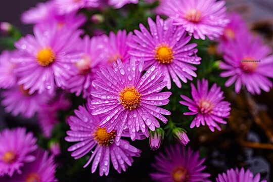 Purple Aster Blossom in the Garden After the Rain - Enjoying the Summer Sun in Nature. Generative AI