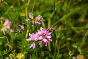 Hummingbird and Bee on Crown Vetch Flower