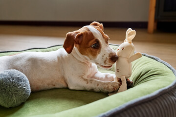Funny Jack Russell terrier puppy lying on a dog bed, playing and biting its toy. Cute adorable...