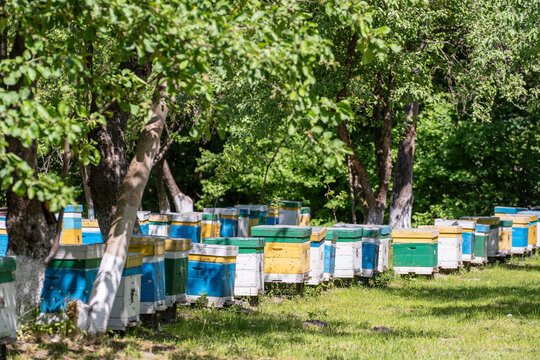 Many set of wooden beehive in the spring garden in the apiary to collect honey. Row of colorful beehives on a small enclosed area