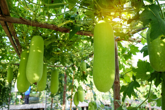 Green winter melon (Squash, Wax gourd) is the ivy plant is on the trellis, hanging in vegetable garden,bio food, Green squash are ready to harvest from the agriculture organic farm to sell market.