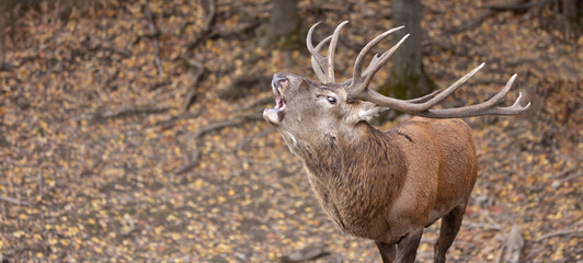 Buck, Deer Rutting Majesty: Male Red Deer's Striking Antlers and Vocal Display in Autumn Hunt.  Wildlife Photography.
