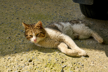 a dirty and cute stray cat on the street