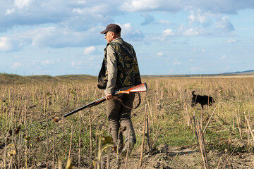Mature man hunter with gun while walking on field with your dogs