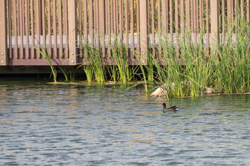 Moorhen in the water