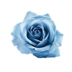 blue rose isolated on white