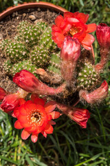 rot blühender Kaktus im Freien