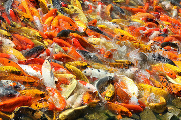 Obraz na płótnie Canvas Colorful of Japan Koi fish, fancy carp fish swimming in water garden