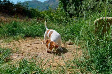 Fototapeta premium Jack Russell terrier puppy playing outdoor. Cute adorable white doggy with funny brown fur stains is sniffing green grass in the garden.