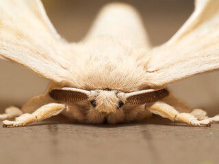 Mariposa de los gusanos de seda