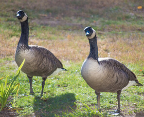 Canada Geese