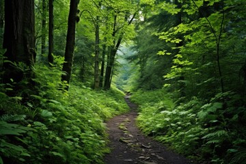 Fototapeta na wymiar forest trail surrounded by lush green foliage