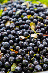 blueberries close up