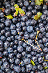 close up of blueberries