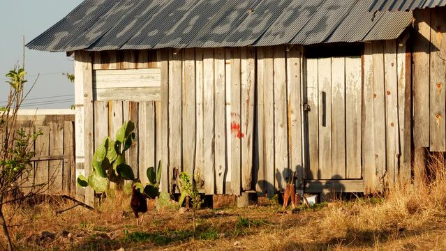 Gallina gallo pollo caminando pasando por casa choza caba&ntilde;a r&uacute;stica de madera con palos y tejas en un rancho granja granero choza rural en el campo con nopales y macetas al exterior en el atardecer