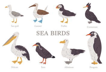 Set of vector illustrations of sea birds with titles in hand drawn design style, isolated on white background