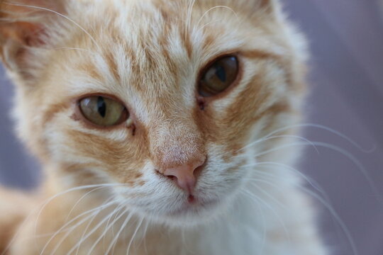 chat rouquin