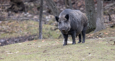 Wild Boar Pig Standoff: Male Boar and Fearless Sow Asserting Dominance in Nature's Arena.  Wildlife Photography. 