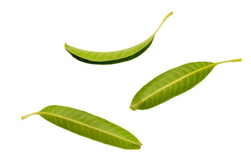 three diffrent anger of fresh mango leaf for decoration
