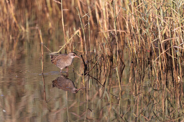 Water Rail Rallus aquaticus wading in a swamp in Brittany, France