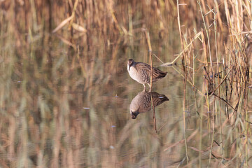 Water Rail Rallus aquaticus wading in a swamp in Brittany, France