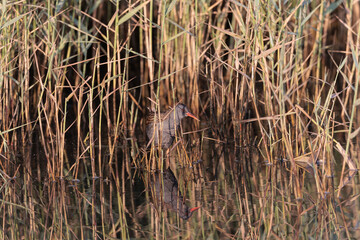 Water Rail Rallus aquaticus wading in a swamp in Brittany, France