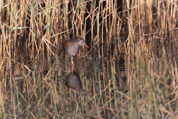 Water Rail Rallus aquaticus wading in a swamp in Brittany, France