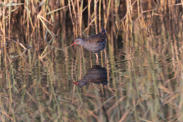 Water Rail Rallus aquaticus wading in a swamp in Brittany, France